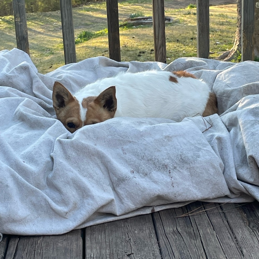 FUR BABIES NEED YOUR HELP! - Picture 10 of 16